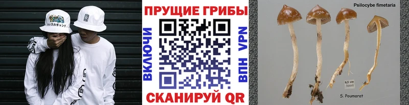 Галлюциногенные грибы мицелий  Игарка 